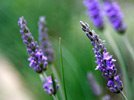 Body Butter LAVENDER 21 gr. Tube ++RESTBESTAND++