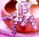 Body Butter LAVENDER - 793 gr. Dose ++RESTBESTAND++