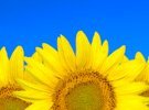 Body Butter SUNFLOWER - 21 gr. Tube